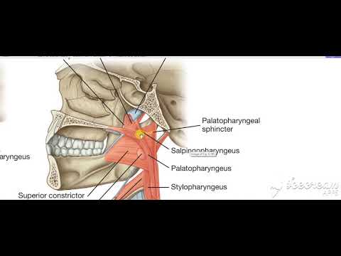 Phayrnx longitudinal muscles