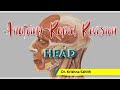 Comprehensive Overview of Skull Anatomy and Related Structures