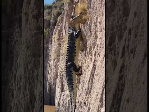 Life Crocodile🙏Goat Ep620 #shortsvideo #goat #leopardadventure #viralvideo #leopard #goatclimbing 🦾🐾