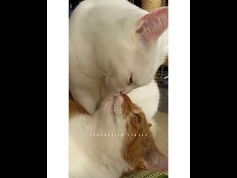 anji manikku whatsapp status full screen #cat #love #anjimanikku #shorts
