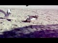 Seagulls Steal Pizza