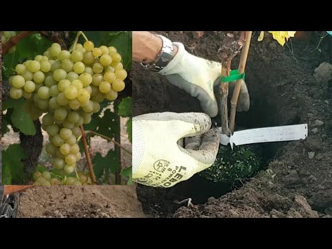 , title : 'Comment planter la vigne ?🍇'