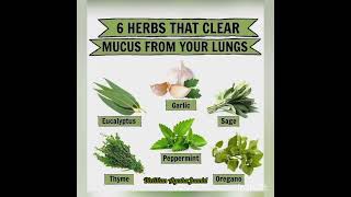 Herbs that Clear Mucus from your Lungs #healthbenefits #healthylifestyle