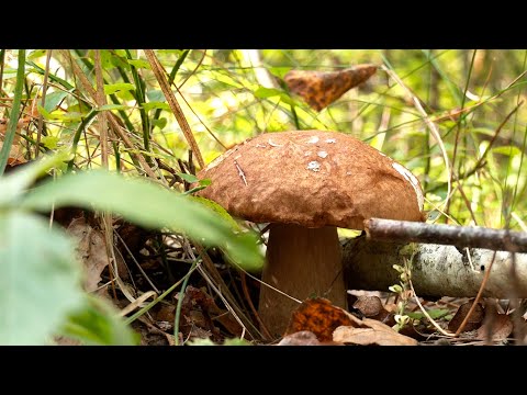 Где в Гомеле проверить лесной урожай на уровень радионуклидов видео