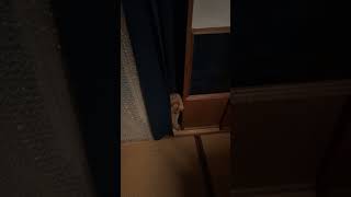 カーテンの隙間から覗き見してくるワンコ