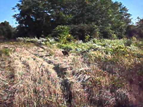 NKD Master, 11 meseci, markiranje, podizanje, rad u polju