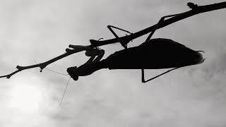 Voom – I Love You Girl