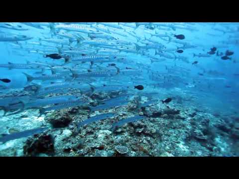 Sipadan, Sipadan/Mabul,Malaysia