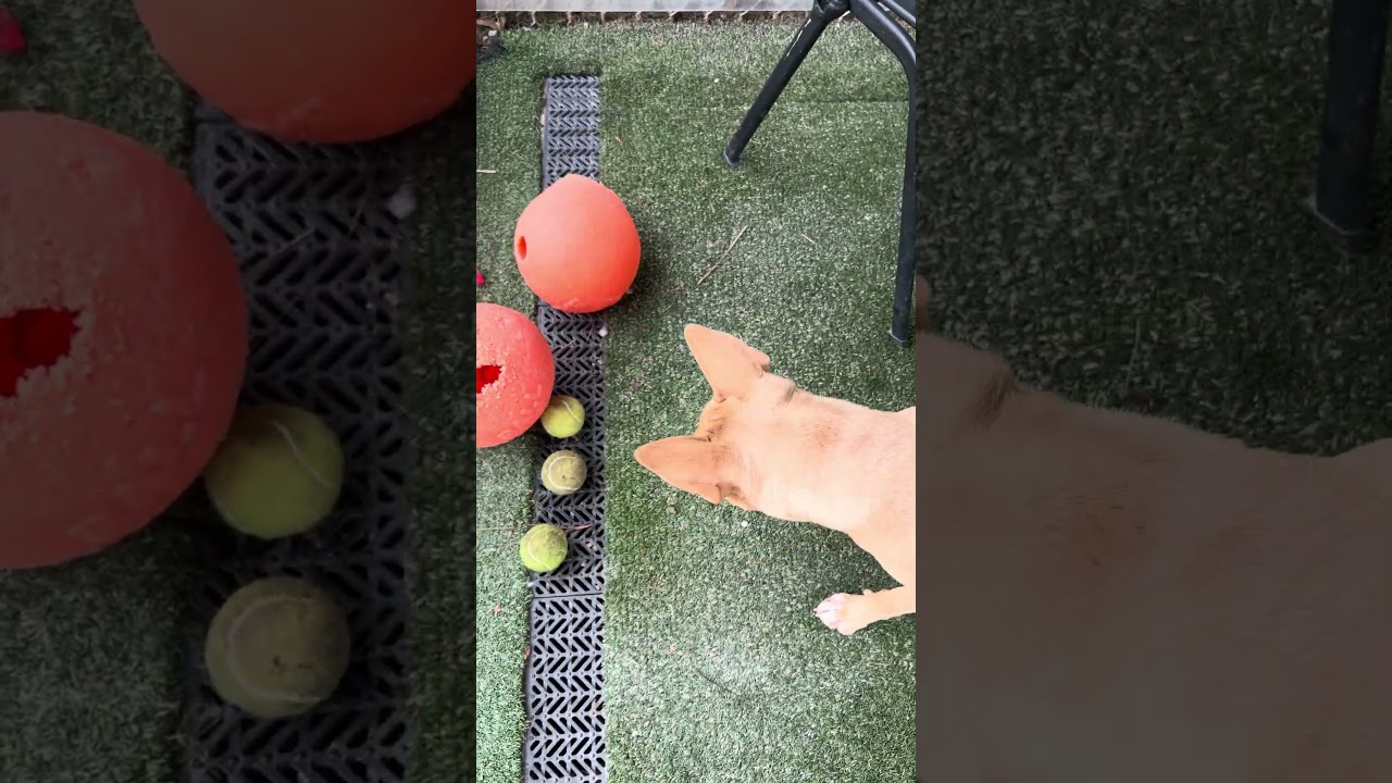 Enlarge TUPAC, a ADOPTABLE mixed breed in Marietta, GA video 6/6