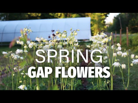 Spring cut flowers that fill the blooming gaps!