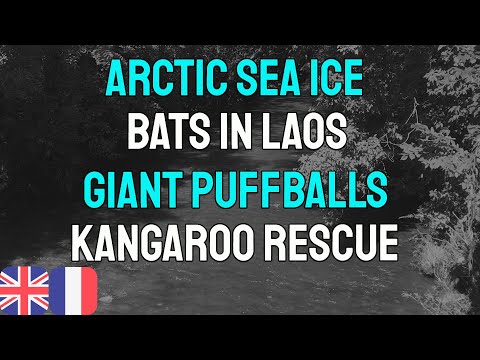 Arctic sea ice, Bats in Laos, Giant puffballs, Kangaroo rescue.