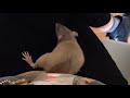 Julia The Sneezing Rat