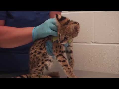 Serval and caracal kittens destined for exotic pet ... - YouTube