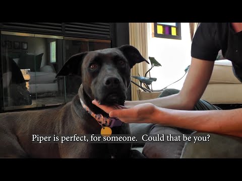 Piper Lynn, an adoptable Doberman Pinscher Mix in Downers Grove, IL_image-1