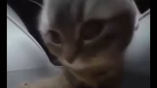 Cover art for chipi chipi chapa chapa