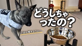 【保護犬】ごはんを残すようになった保護犬…悩んでいます