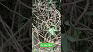 Download lagu parah terlalu semak mp3