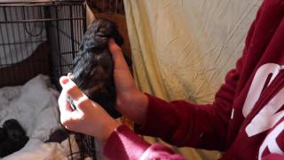 Mocha Aussiedoodle puppies September 2016