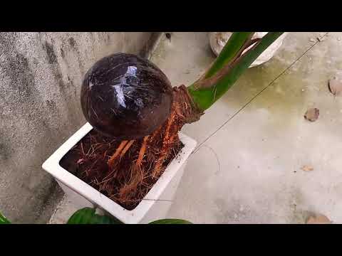 Dừa bon sai dọn vệ sinh bán tết 2020