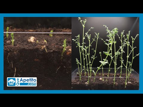 , title : 'Cómo plantar garbanzos | Growing Chickpeas Time Lapse in 15 Days | QueApetito'
