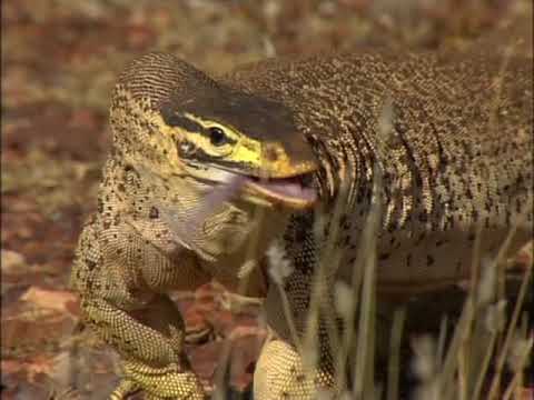 Malcolm Douglas - Around Australia (Part 3) 1993