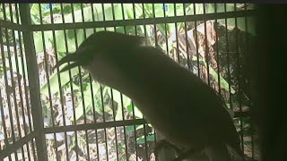 Download lagu kaso kaso betina gacor mp3 Download lagu kaso kaso betina gacor mp3