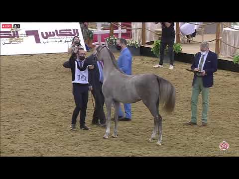 N 166 WOJOD AL SHAQAB   23rd Qatar National Arabian Horse Show   Yearling Fillies Class 3B