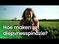 Diepvriesspinazie