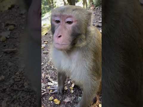 #monkeyeating  #DanceMonkey / #FunnyMonkey /  #FunnyMonkey / #dancemonkey  Ept:198