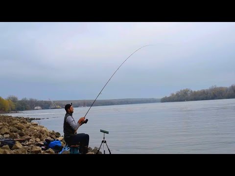 Proradila Bela na Savi I Jedan odavno neupecani gost