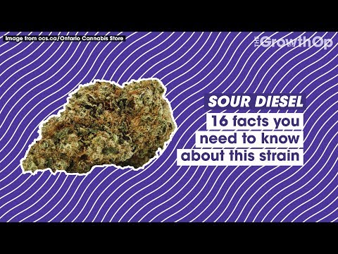 16 facts you need to know about Sour Diesel | Strain Facts