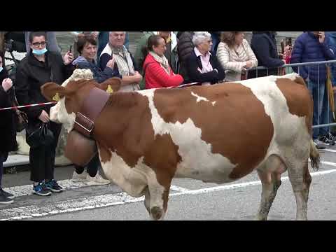 Domenica torna la transumanza a Nebbiuno, momento di festa con un ricco programma