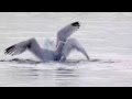 Herring Gulls Fighting