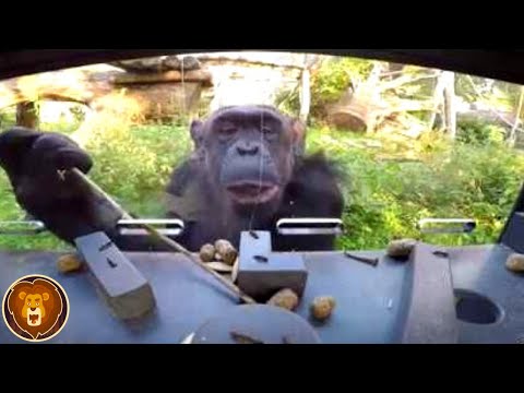 That's why chimpanzees are the smartest animals