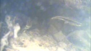 Cache à poisson FishShelter Vairons