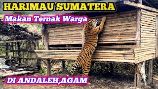 Download lagu Harimau Sumatera Memangsa Lima Ekor Ternak di Andaleh Kab Agam mp3