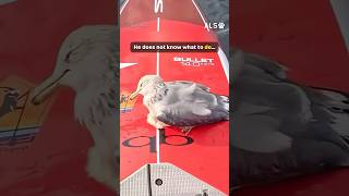 A paddleboarder finds an injured seabird, and does not paddle past 🐦❤️  #SeabirdRescue