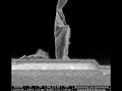 Virgin Mary Sighting, using a scanning electron microscope