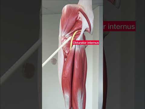 Muscles of the gluteal region in 30 seconds! #anatomy #glutes #shorts
