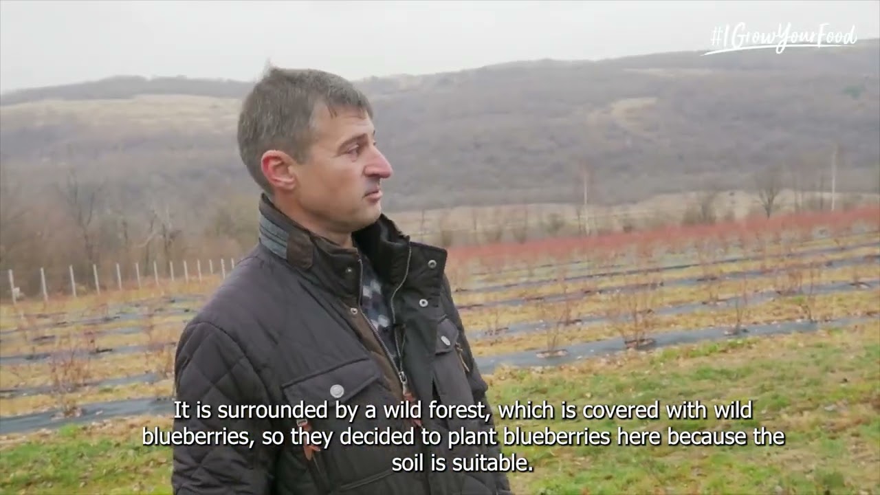 Bogdan from Ukraine 🇺🇦 walks us through his blueberry fields for #IGrowYourFood