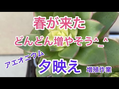 園芸 キウイアエオニウム