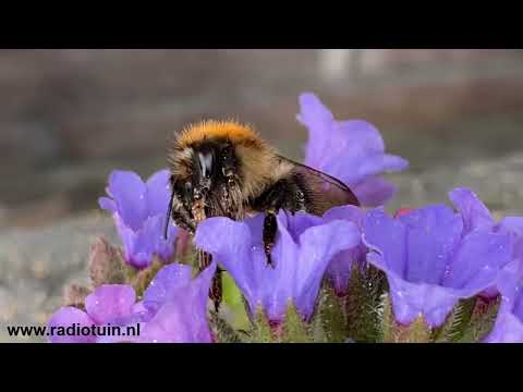 Ondertussen in de Radiotuin - de hommel