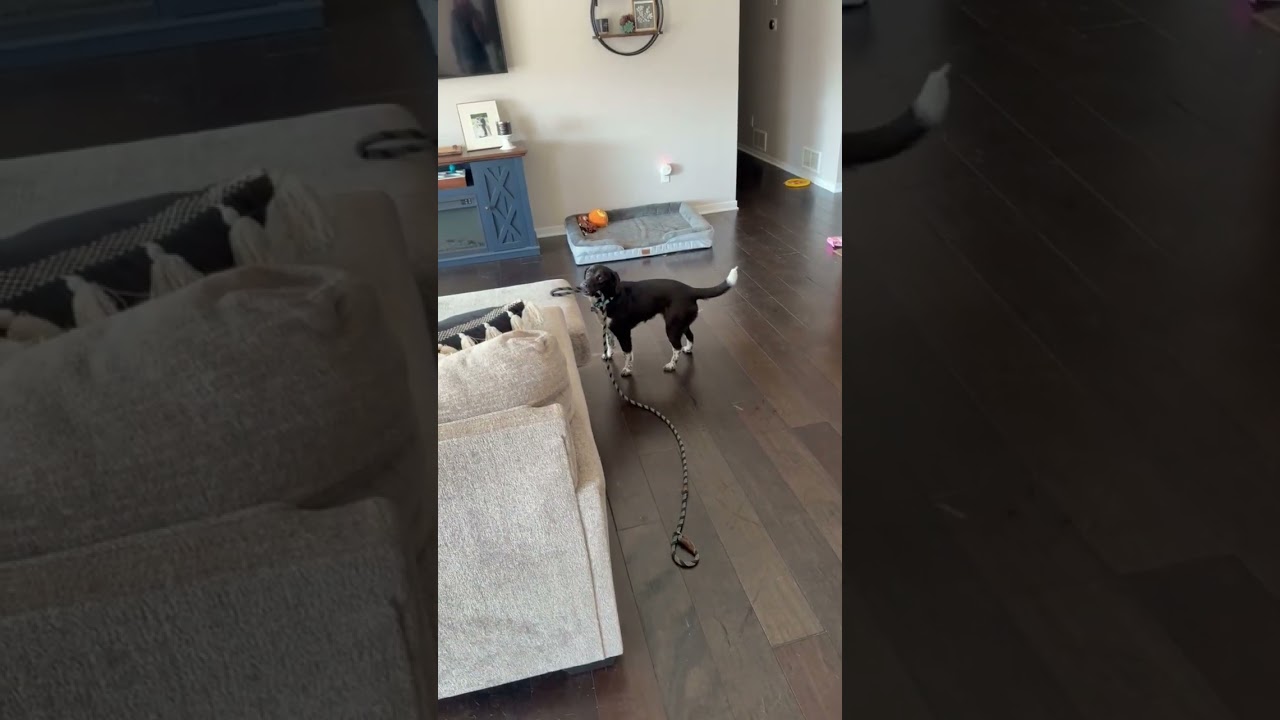 Enlarge Mae, a ADOPTABLE Mixed Breed in Rochester, MN video 6/6