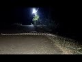A Big Python Crossing Across The Road Snake Anakonda