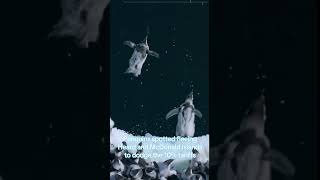 ‘We ain’t paying the flipper tax!’