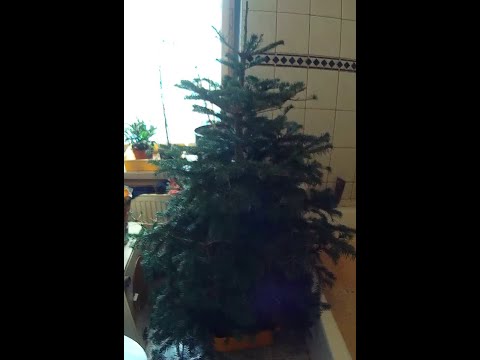 Vom Weihnachtsbaum im Topf zum Bonsai