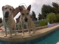 DogSwim MP4