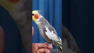 Download lagu Siulan Doraemon Burung Parkit australi Terbaik mp3