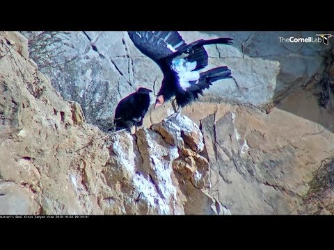 Hutton's Bowl Condor~Mom visitthe chick & nice wing exercises ~2018/10/02