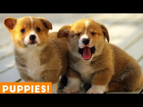 The Cutest Puppies of 2020 so Far